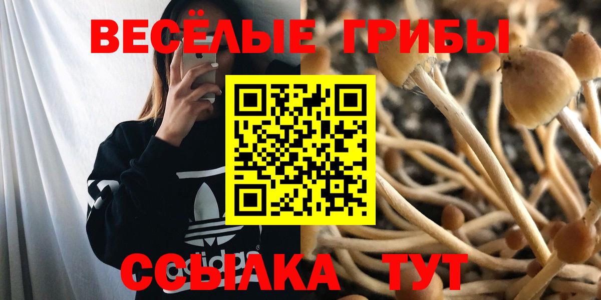 Псилоцибиновые грибы Psilocybine cubensis Карасук